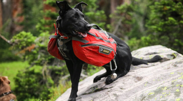hiking with dogs
