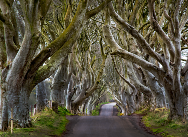 Dark Hedges