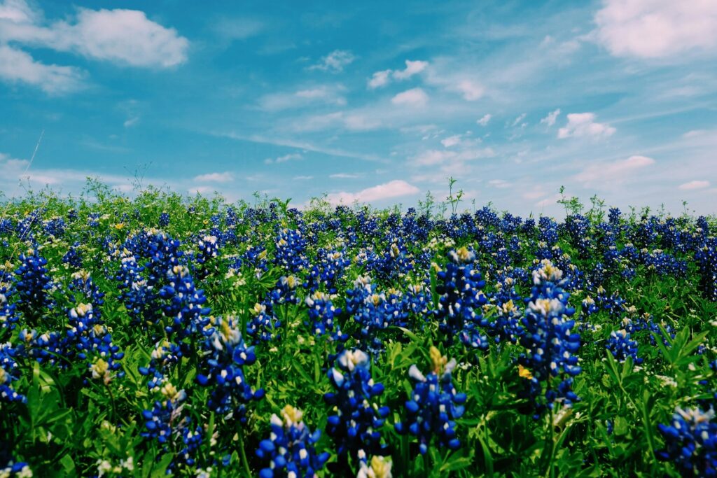 Babymoon Destinations Texas