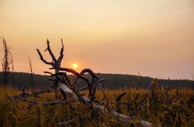 Yellowstone-sunset