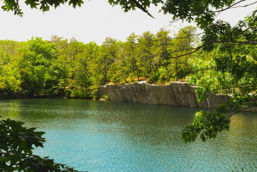 Green trees beside body of water during daytime