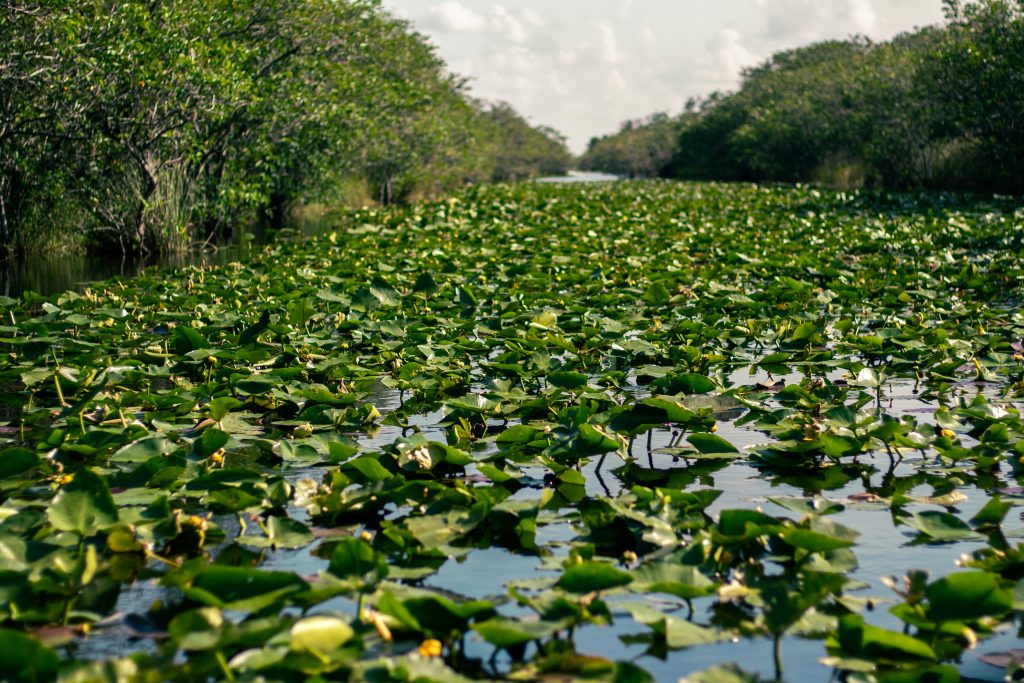 A river filled with water lilies in Everglades National Park.
