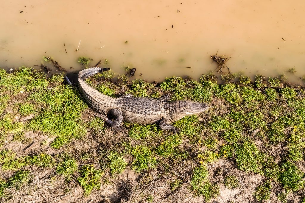 An American alligator laying on green grass during daytime.
