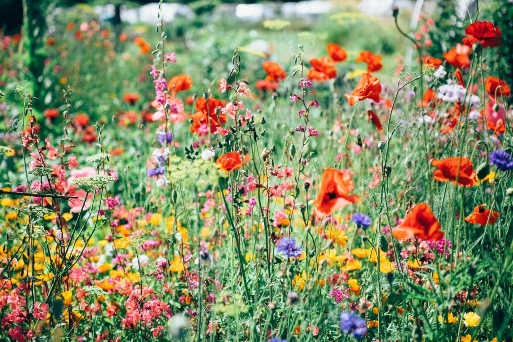 Red, pink, and yellow wildflowers blooming in a garden.