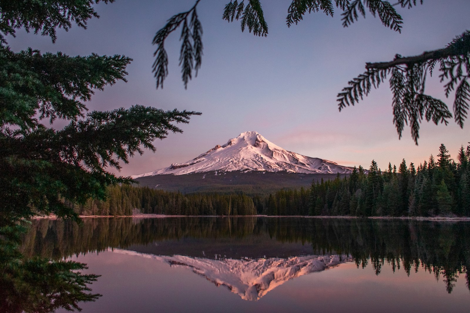 Snow-capped Mount Hood glowing pink at sunrise, framed by evergreen branches and reflected in Trillium Lake in Oregon