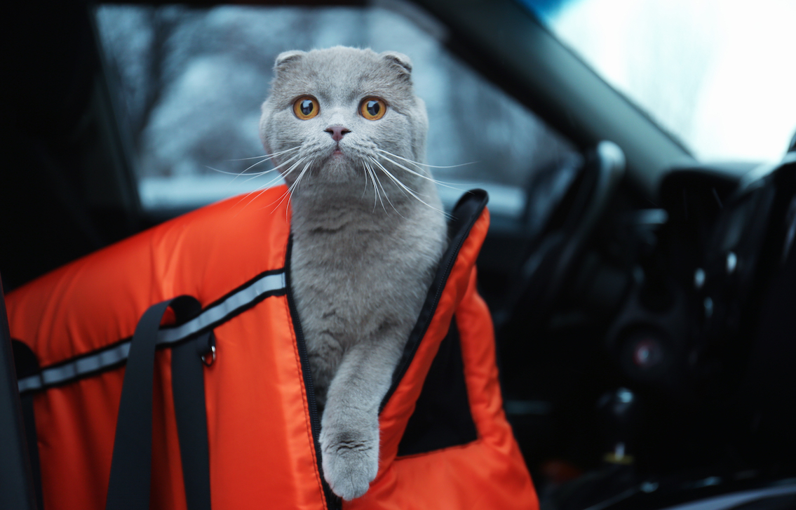 Tips for Traveling with Cats SIXT rent a car Magazine