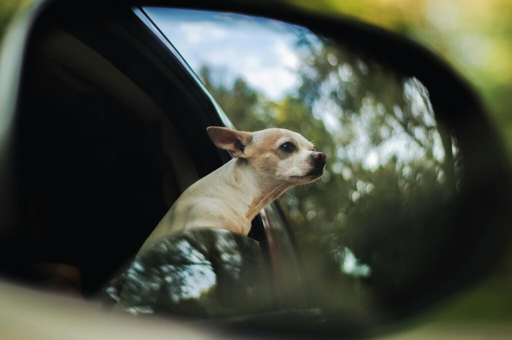 How to Keep Your Dog Calm On a Road Trip | SIXT