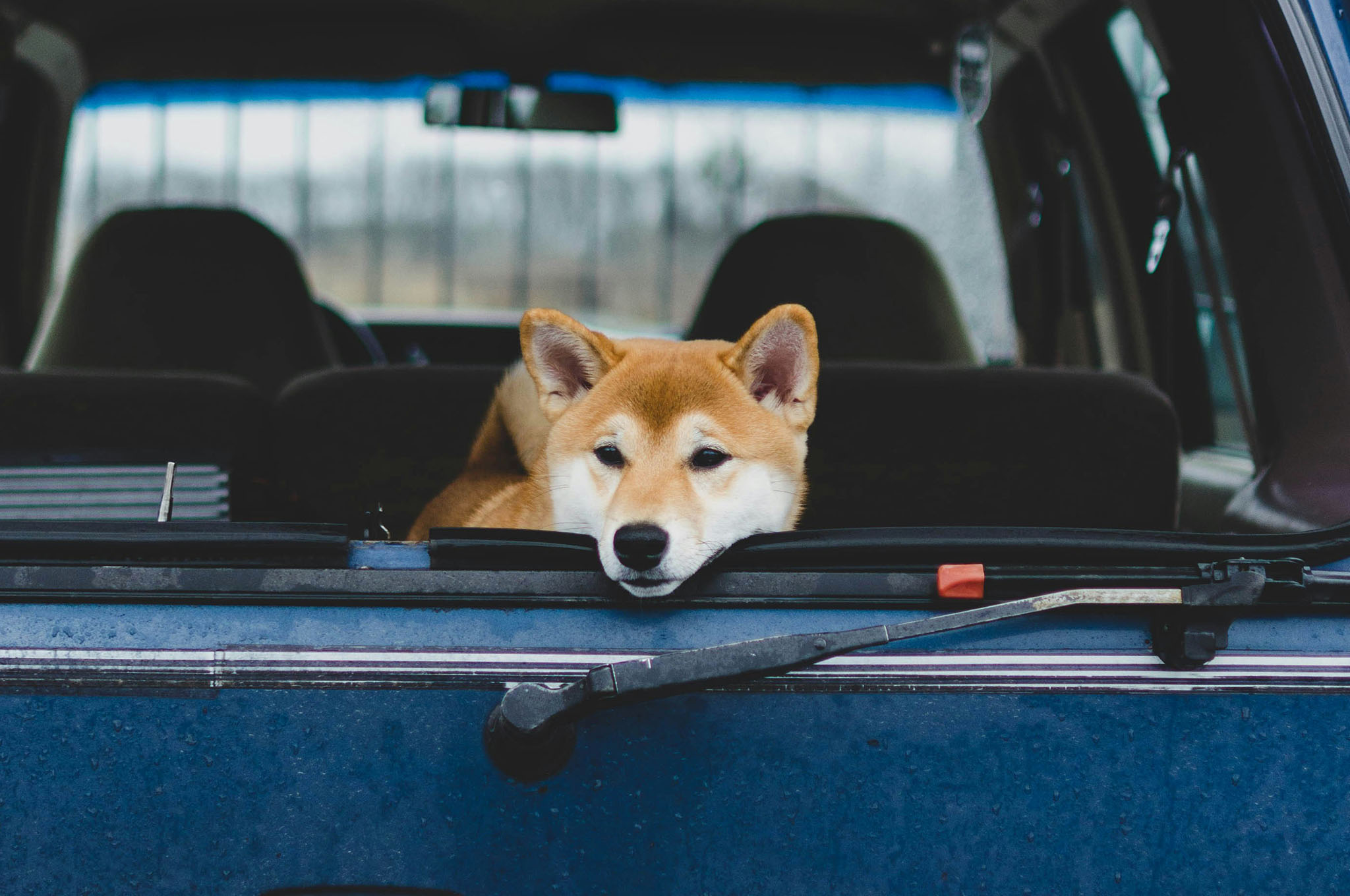 How to Keep Your Dog Calm On a Road Trip | SIXT